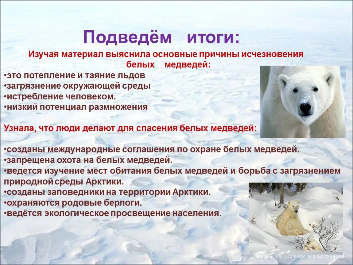 Почему не грозит. Охрана животных белый медведь. Причины исчезновения белых медведей. Исчезающие животные белый медведь. Сохраним белого медведя.