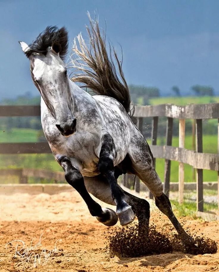 Horses are beautiful. Пегий Мустанг лошадь. Аппалуза лошадь. Лошадь породы Мустанг. Лошадь в прыжке.