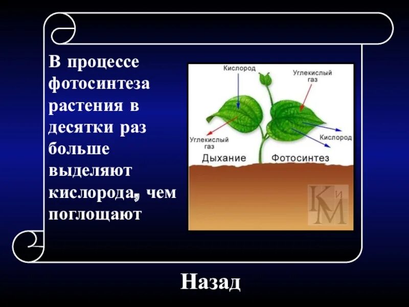 Какие растения поглощают углекислый газ. Фотосинтез растений. кислород фотосинтез. процесс фотосинтеза у растений. в процессе фотосинтеза растения поглощают углекислый газ.