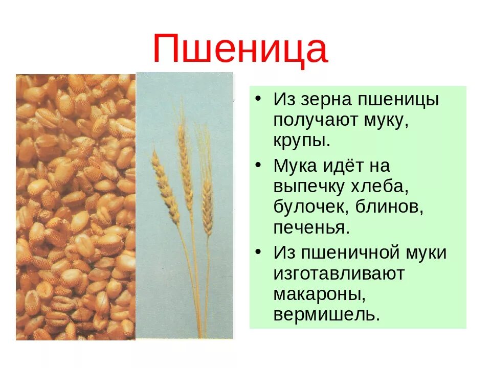 Крупы из зерновых культур. Зерновые растения. Крупа из пшеницы. Пшеница зерно.