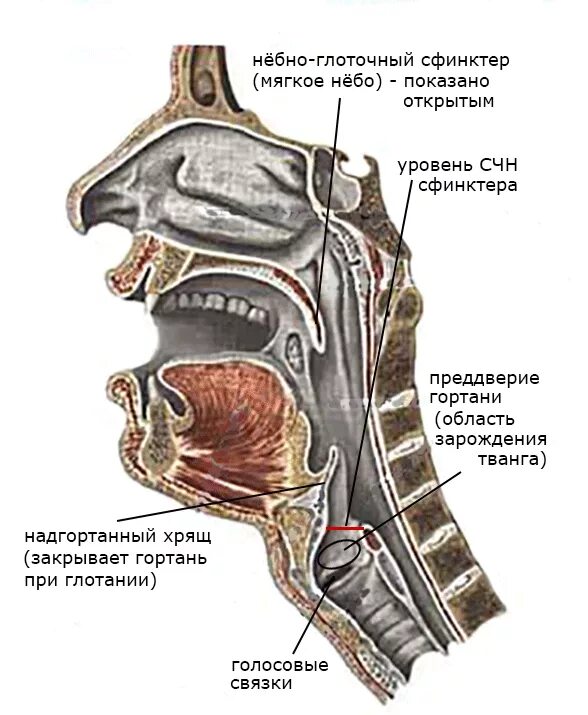 Глотка переходит. Носоглотка надгортанник. Носоглотка ротоглотка гортань. Сфинктер черпалонадгортанной в вокале. Ротовая полость и гортань.