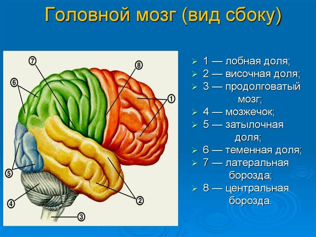 Строение головного мозга доли. Доли полушарий вид сбоку. Головной мозг вид сбоку. Доли головного мозга вид сбоку. Мозг без подписей