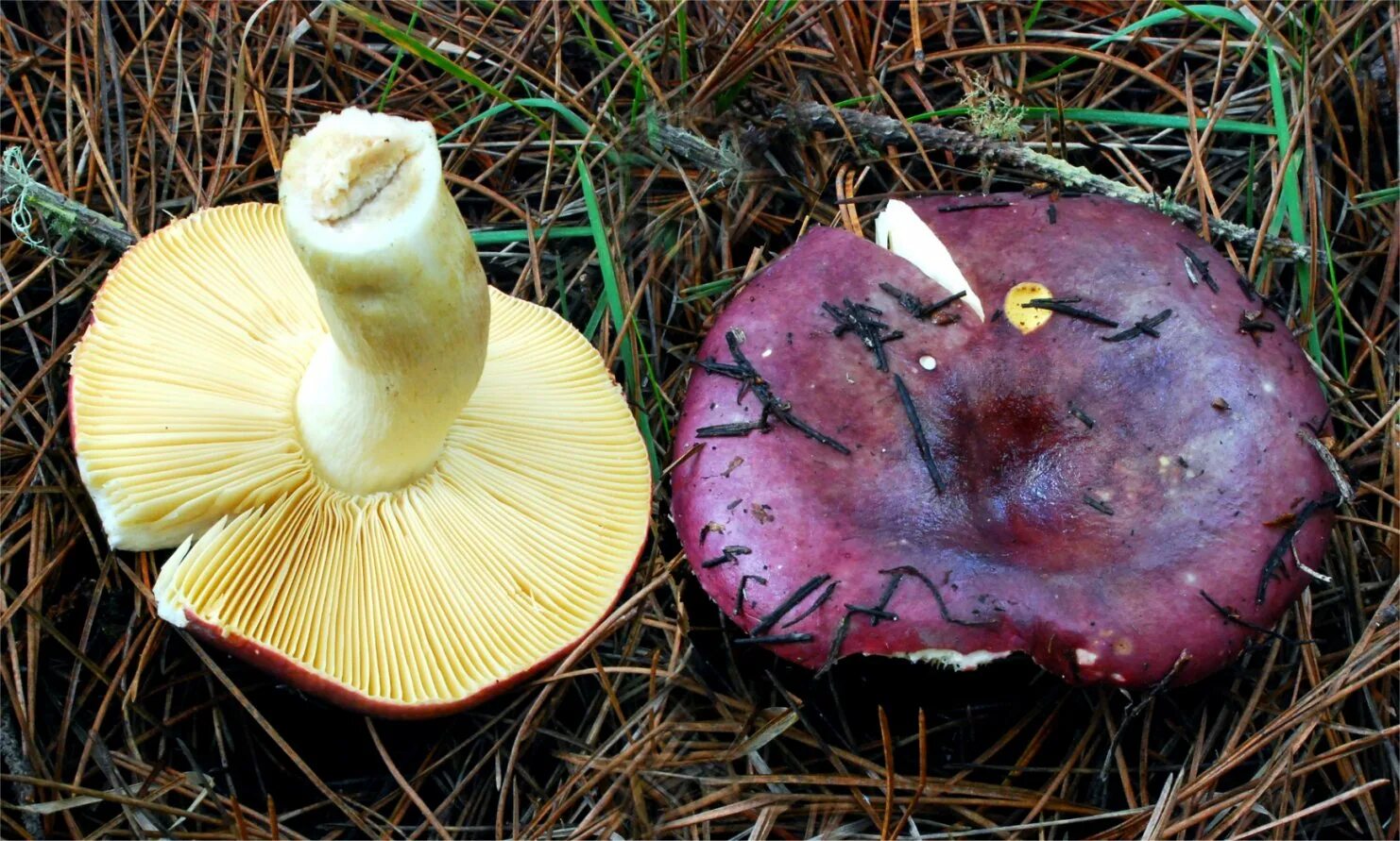 Сыроежка сардониксовая. Сыроежка буро-фиолетовая. Russula xerampelina. Гриб сыроежка фиолетовая.