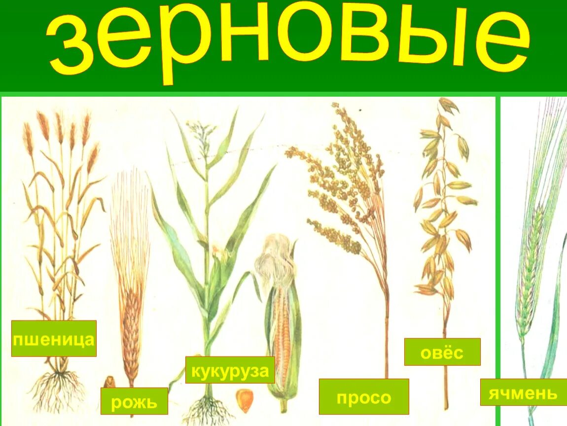 Овес группа растений. Злаки пшеница рожь ячмень. Зерновые растения названия. Злаковые для дошкольников. Зерновые культуры для детей.
