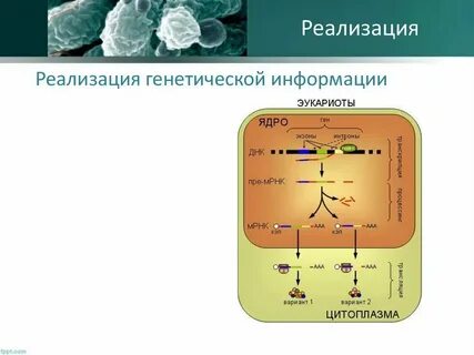 Последовательность реализации наследственной информации