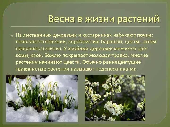 Периоды весны. Изменения растений весной. Весенние явления в жизни растений. Весенние изменения в жизни растений.