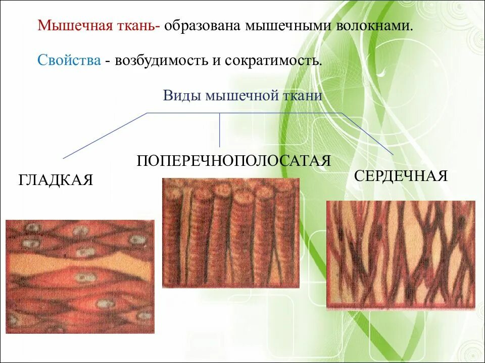 Мышечная ткань. Ткани животных. Мышечная ткань животных. Ткани животных мышечная ткань. Укажите ткань животного