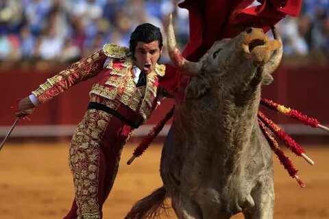 Torero отзывы