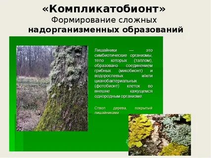 Сформируйте сложные