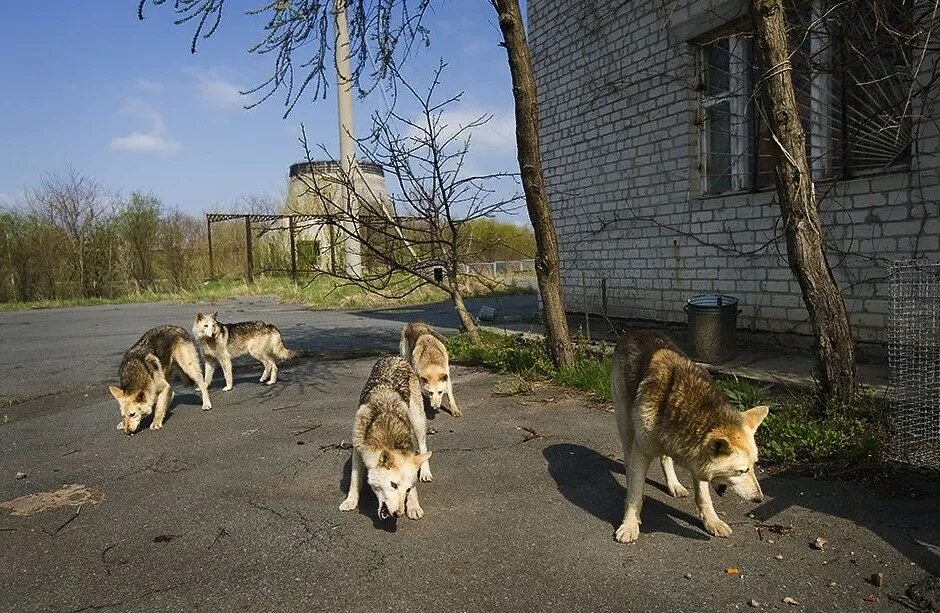 Живу в зоне отчуждения. Припять зона отчуждения животные. животные в зоне отчуждения чернобыльской аэс. припять зона отчуждения мутанты. чернобыль зона отчуждения припять мутанты.