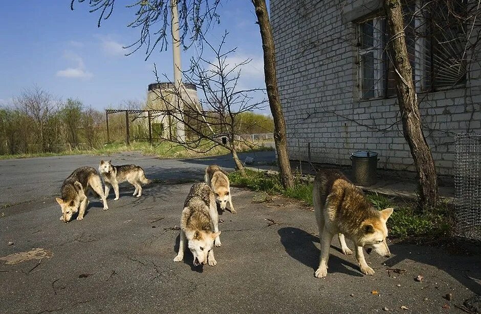 Как жили в чернобыле. Чернобыль зона отчуждения животные. Животные в зоне отчуждения Чернобыльской АЭС. Припять зона отчуждения мутанты. Припять зона отчуждения животные.