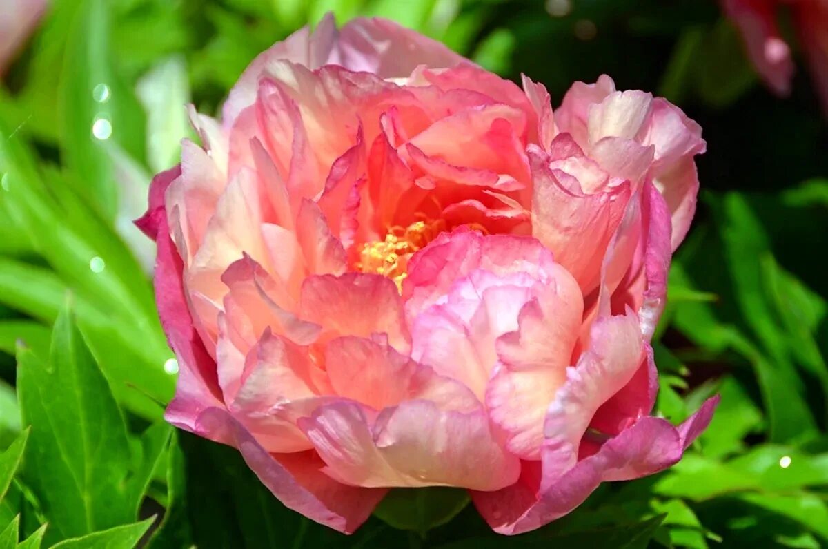 Пион herbaceous peony. Пион red supreme. Пион травянистый камелия. Пион махровый бомбовидный. Пион травянистый ред камелия.