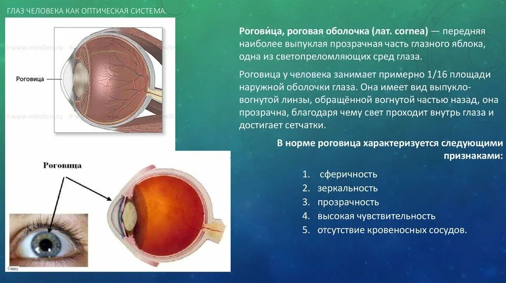 Роговица глаза выполняет функцию. Анатомия роговицы глаза офтальмология. Роговица глазного яблока анатомия. Основная функция роговицы. Роговица характеристика