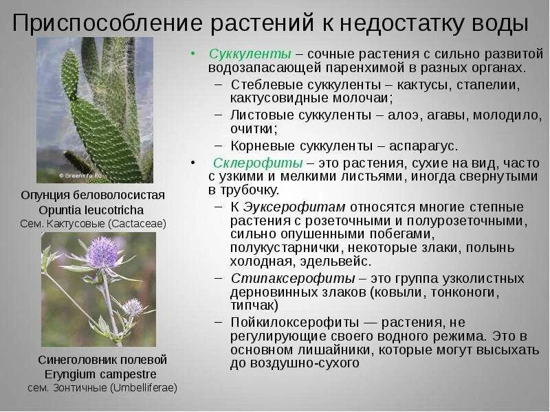 Суккуленты места обитания приспособления примеры растений таблица Самые выносливые, но прихотливые. Удивительные суккуленты