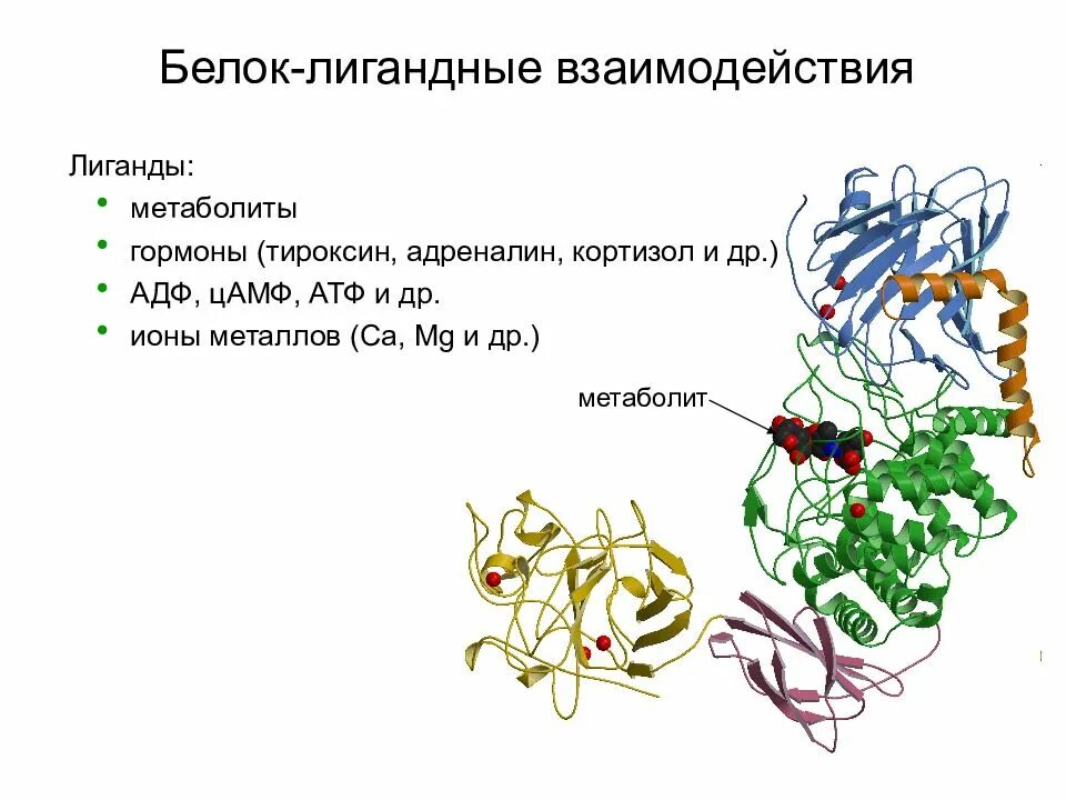 Белок лигандные взаимодействия. Белок-белковые взаимодействия. Взаимодействие белков с лигандами. Взаимодействие белок белок. Белково белковые взаимодействия