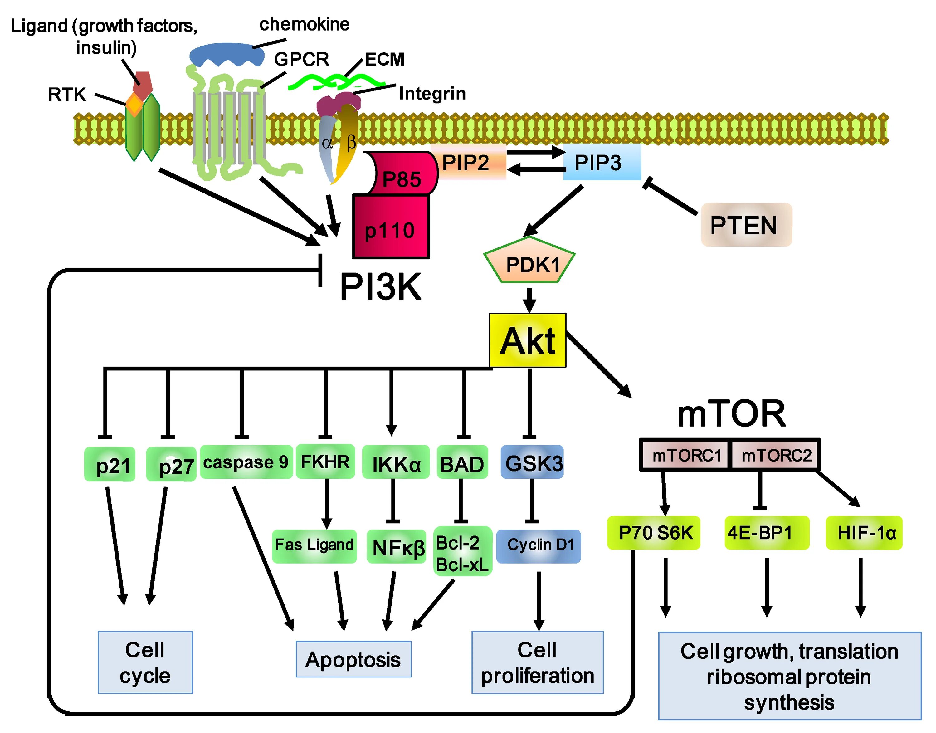 Pi3k Akt MTOR Pathway. MTOR сигнальный путь. Akt/MTOR сигнальный путь. Сигнальный путь pi3k класса i. 3.3 k