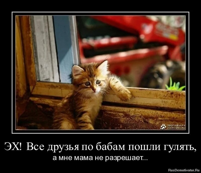 Мы только что гуляли. Мы только что гуляли