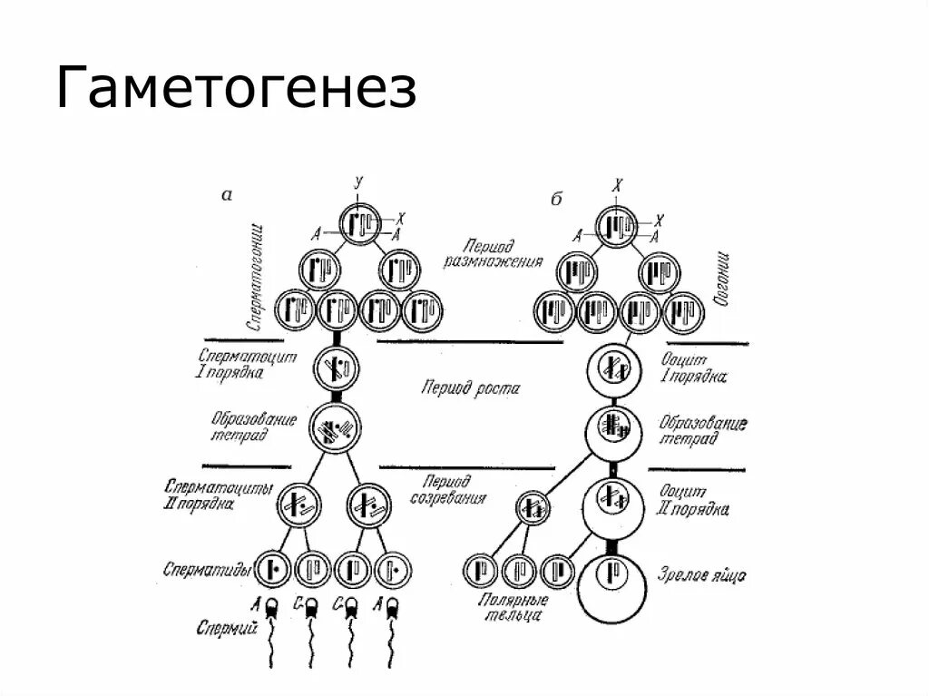 Рост ооцитов мейоз ооцитов первого порядка. Овоцит первого порядка хромосомный набор. Фаза размножения оогенеза. Полярные тельца 1 порядка. Сперматогенез зона созревания.
