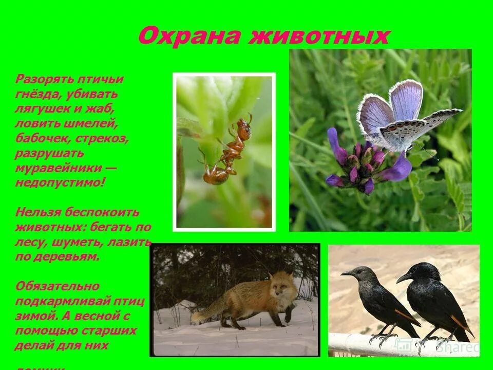 Охрана животных презентация. Охрана животных 3 класс. Проект охрана животных. Охрана животных 3 класс окружающий мир. Проект охрана животных.