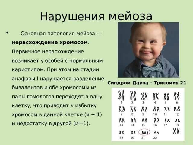 Нерасхождение хромосом в мейозе 1. Нерасхождение хромосом в мейозе. Кариотип. Разделение бивалентов. Хромосомное и хроматидное нерасхождение фото.