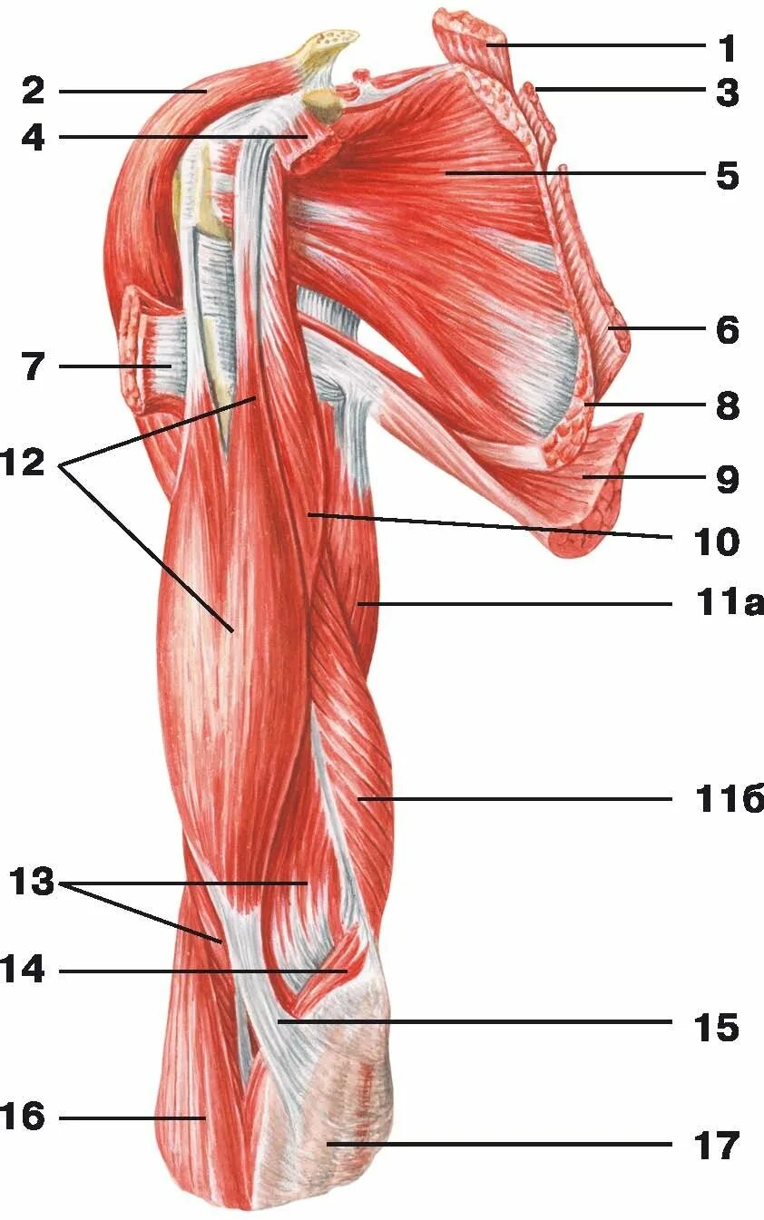 Внутренняя поверхность плеча. Мышцы плечевого пояса анатомия человека. Мышцы плеча и плечевого пояса предплечья. Мышцы плечевого пояса и плеча вид спереди. Мышцы плеча анатомия.