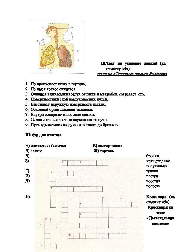 Кроссворд на тему дыхательная система 8 класс. Кроссворд на тему дыхательная система 8 класс с вопросами и ответами. Кроссворд на тему дыхание 8 класс. Кроссворд по теме дыхательная система с вопросами.