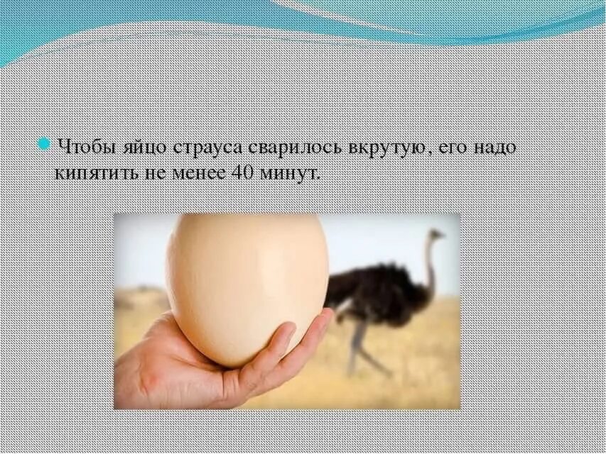 Интересные факты о яйцах страуса. Что рассказать детям про яйца. Познавательные сведения о яйце для детей. Интересные факты о яйцах птиц.