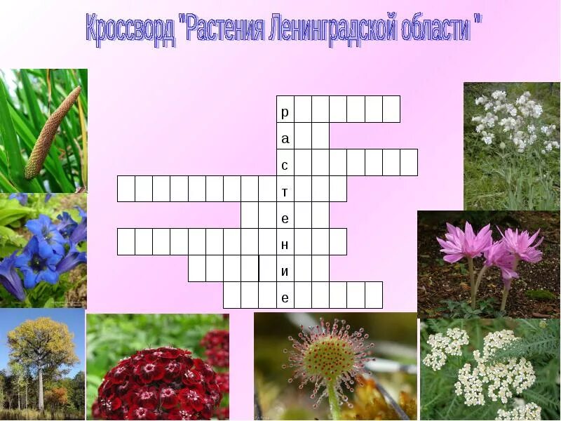 Составить кроссворд природное сообщество поле. Кроссворд на тему растения. Сканворд на тему растения. Кроссворд о цветах. Кроссворд на тему цветы.