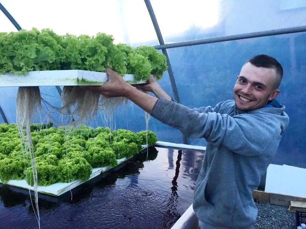 Метод зелени. Мангольд микрозелень. выращивание микрозелени гидропонным способом. методы выращивания микрозелени. арбуз на гидропонике.