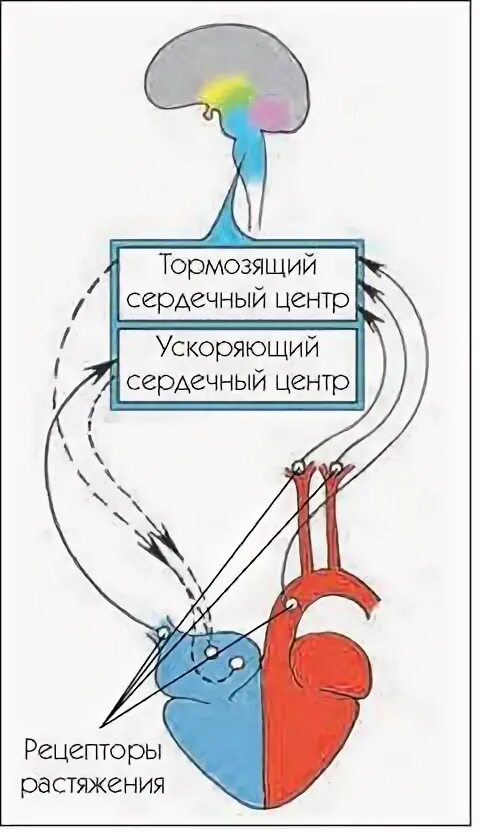 Самостоятельный организм