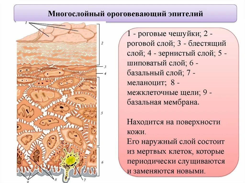 Какие функции имеет кожа. Слои эпителия. Базального слоя эпителия кожи. Поверхностный слой ороговевающего эпителия. Зернистый слой эпителия.