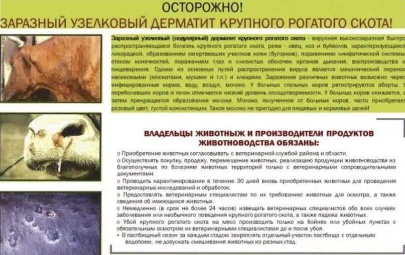 Узелковый дерматит как лечить. Узелковый дерматит крупного рогатого скота. нодулярный, заразный узелковый дерматит крупного рогатого скота. болезнь дерматит у крупного рогатого скота. нодулярный дерматит у молодняка крупного рогатого скота.
