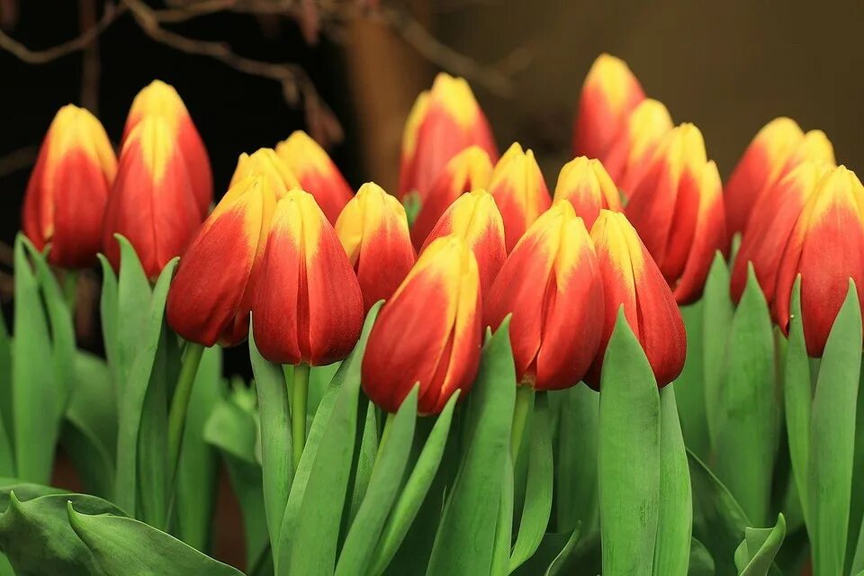 Free Images : nature, blossom, leaf, petal, bloom, tulip, green, botany, yellow,