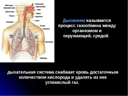 Орган обеспечивающий газообмен