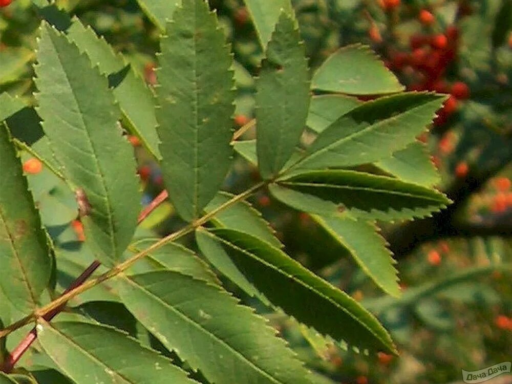 Зеленый лист рябины. Рябина обыкновенная sorbus aucuparia. sorbus aucuparia лист. рябина обыкновенная &quot;аспленифолия&quot;. рябина обыкновенная листья.