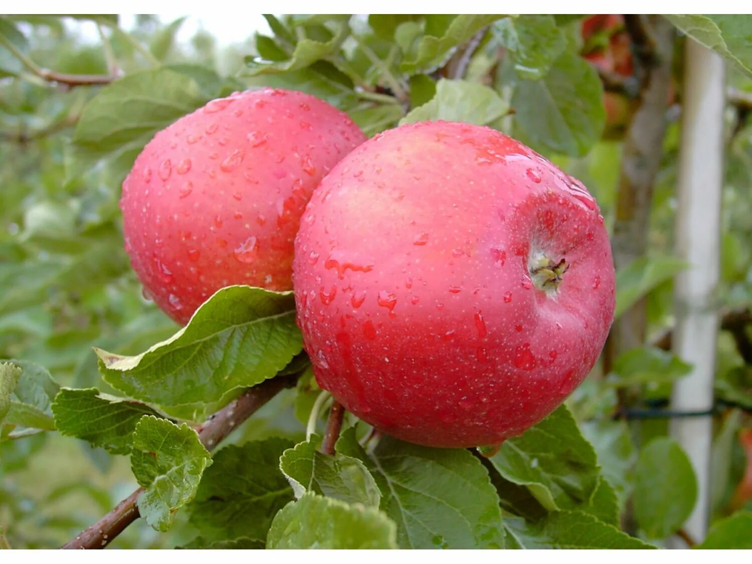 Яблоня вишневая (вишневое). Сорт яблок вишневое. Яблоня вишневая (вишневое). Сорт яблок вишневое. Яблоня сорт вишневое.
