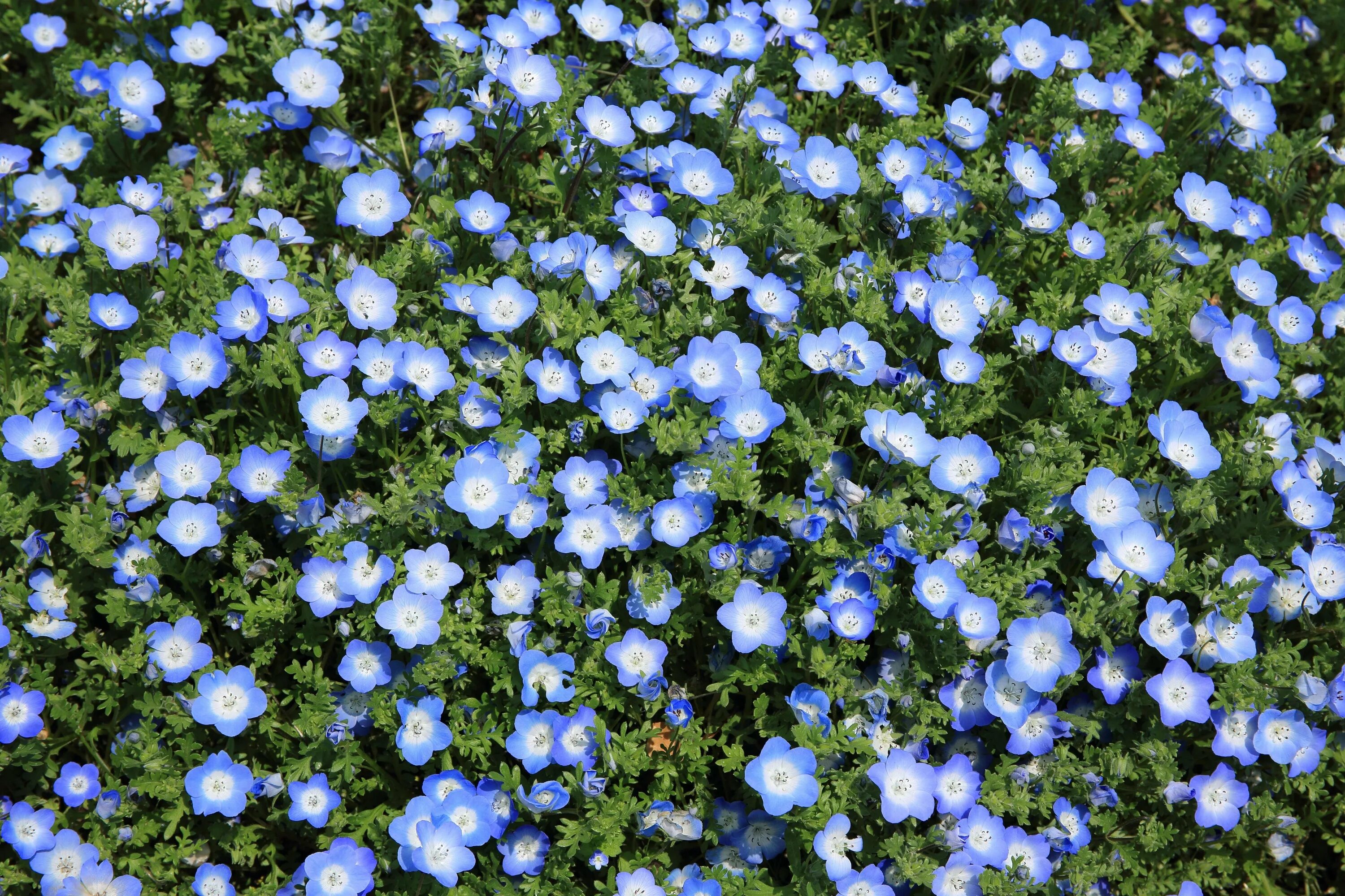 Анхуза итальянская. Литодора heavenly blue. Почвопокровные синие цветы. Алиссум синий. Почвопокровные синие цветы.