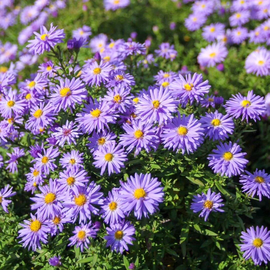 Моя дорогая астер 47. Астра aster ericoides monte cassino. Астра кустарниковая многолетняя блау лагуне. Астра уайт новобельгийская. Моя дорогая астер 47.