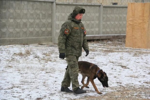 Помощь другу волгоград. Тату кинолог. Помощь другу волгоград. Помощь другу волгоград. Помощь другу волгоград.
