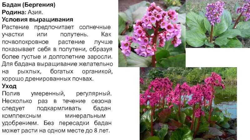 Бадан применение. Бадан растение лечебные. бадан толстолистный. бадан бадан растение. лекарственные растения бадан толстолистный.