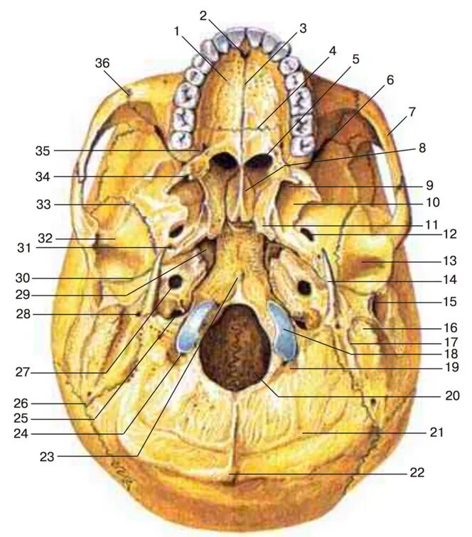 Области основания черепа. Внешнее основание черепа анатомия. Наружное основание черепа строение анатомия. Наружное основание черепа кости отверстия. Наружное основание черепа анатомия кости.