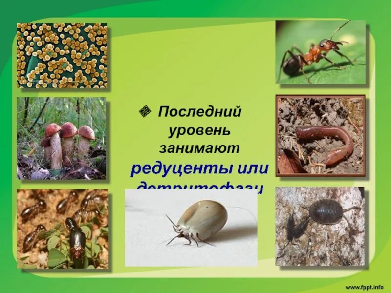 Дождевой червь редуцент или продуцент. Детритофаги. детритофаги и редуценты. детритофаги насекомые. жуки редуценты.