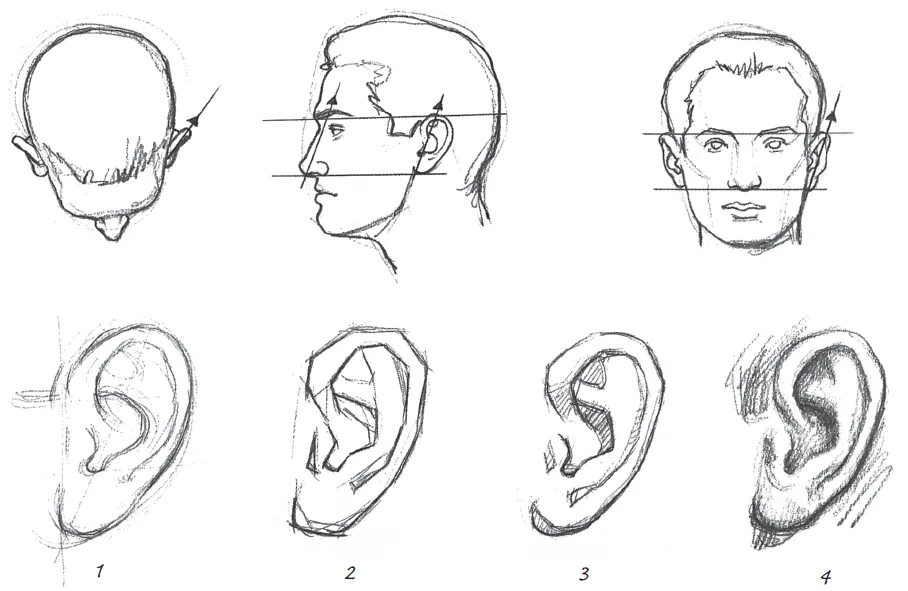 Уши рисование. Зарисовки частей лица. Ухо рисунок. Зарисовки ушей. Уха поэтапно