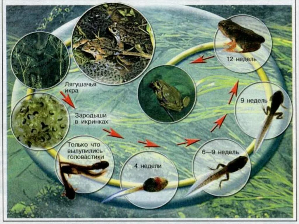 Цикл развития Озерной лягушки. Стадии цикла развития лягушки. Жизненный цикл Жабы. Цикл развития лягушки схема.