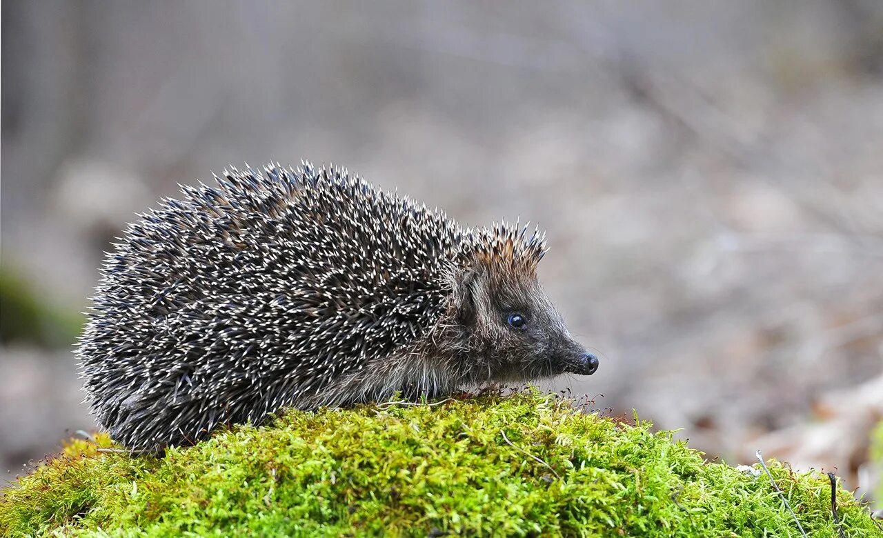 Куст ежик. Еж обыкновенный спячка. Ежики в саду. Места обитания ежей. Ежик обыкновенный.