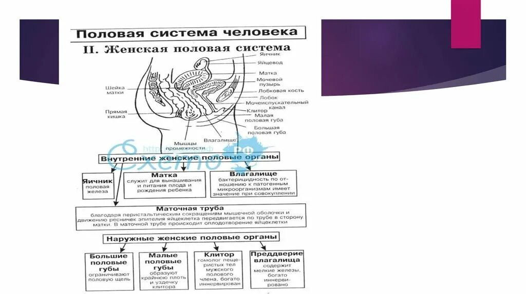 Особенности женской половой системы. Матка голотопия скелетотопия синтопия. Анатомия матки синтопия. Женская половая система. Строение женской половой системы.