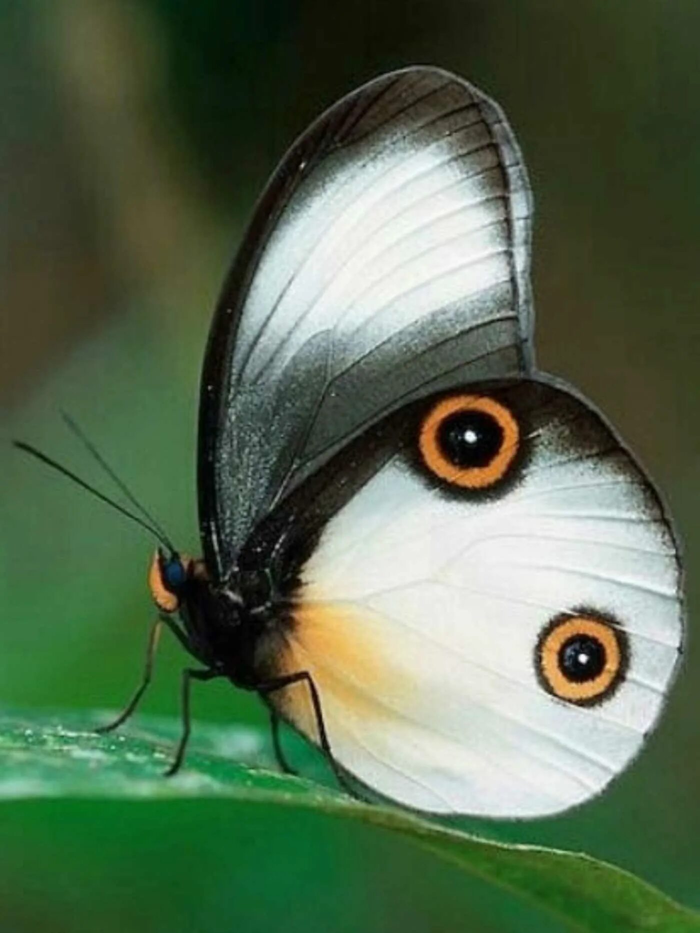 Покажи самых редких бабочек. Покажи самых редких бабочек. Покажи самых редких бабочек. Плотоядные бабочки. Сатурния цекропия бабочка.