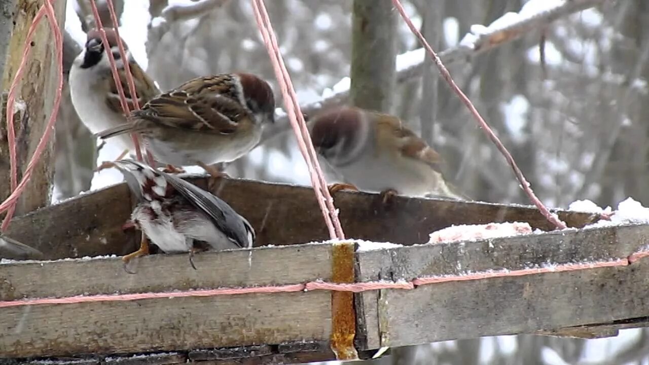 Зима крошки. Воробей в кормушке. Воробьи в кормушке зимой. Кормушки для птиц зимой. Воробей клюет.