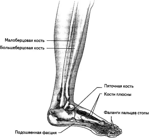 Находится берцовая кость. Большеберцовая и малоберцовая кость. Малая берцовая кость анатомия строение. Малоберцовая кость анатомия человека. Кости голени малоберцовая кость.