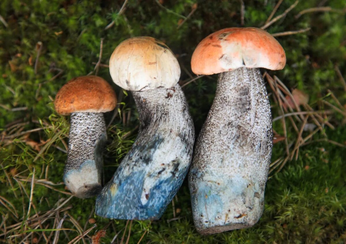 подосиновик синеет. подосиновик на срезе. подосиновик синеет. подосиновик на срезе. подосиновик на срезе.